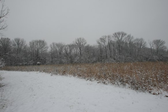 Full Size Image = 1647 K