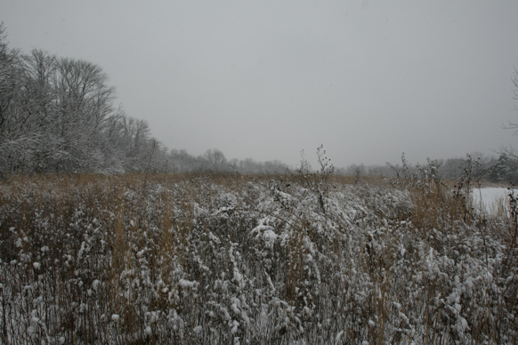 Full Size Image = 2249 K