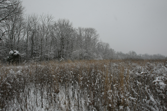 Full Size Image = 2664 K