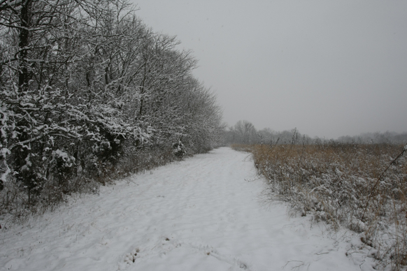 Full Size Image = 1990 K