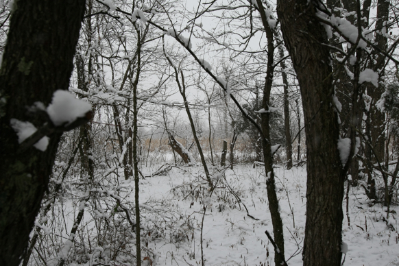 Full Size Image = 2520 K