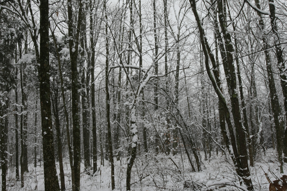 Full Size Image = 3160 K