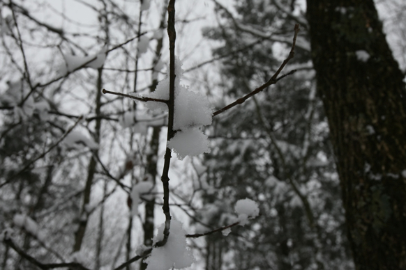 Full Size Image = 1290 K