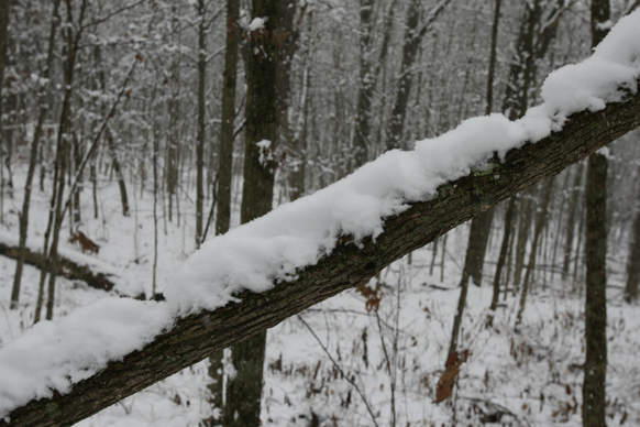 Full Size Image = 1553 K