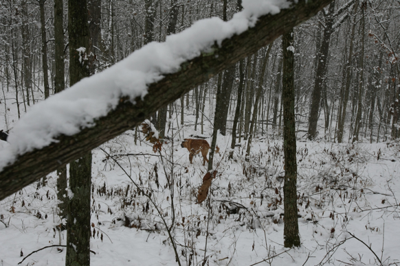 Full Size Image = 2407 K