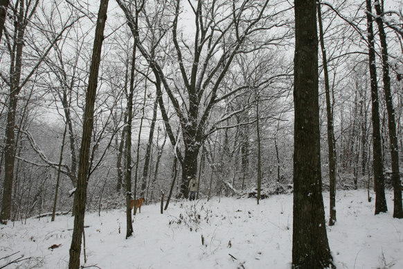 Full Size Image = 3143 K