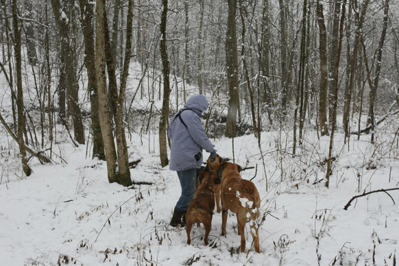 Full Size Image = 2593 K