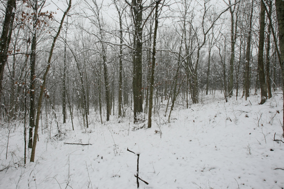 Full Size Image = 2819 K