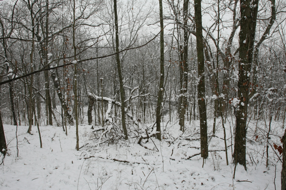 Full Size Image = 3147 K