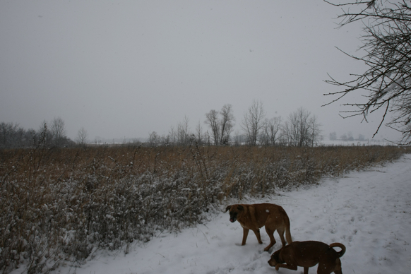 Full Size Image = 1751 K