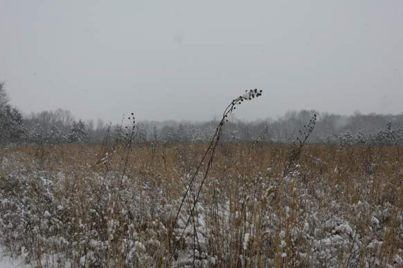 Full Size Image = 2107 K