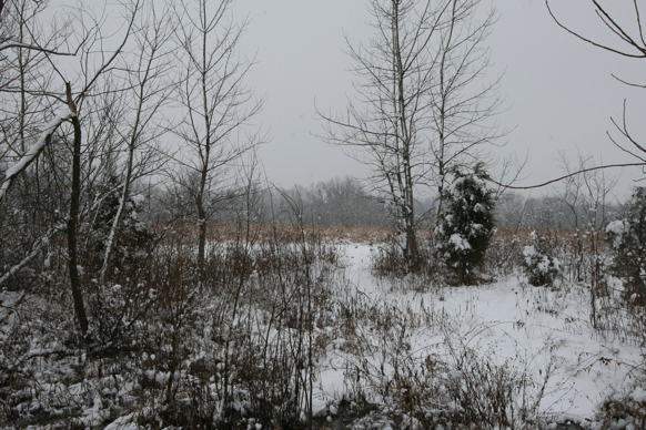 Full Size Image = 2783 K