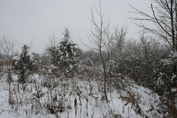 Full Size Image = 2710 K