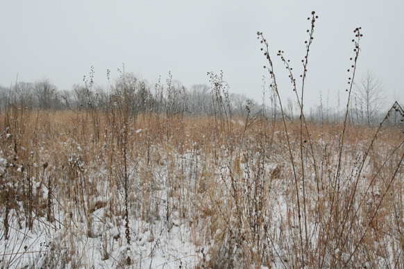 Full Size Image = 2728 K