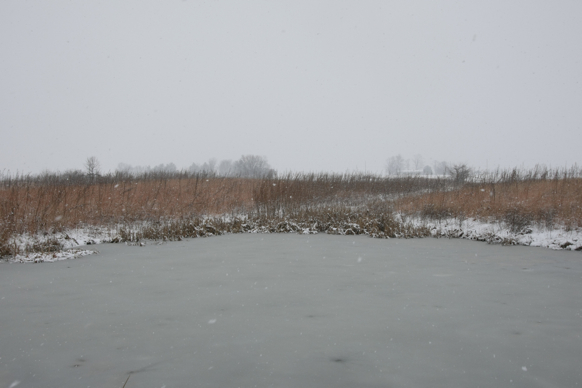 Full Size Image = 1339 K