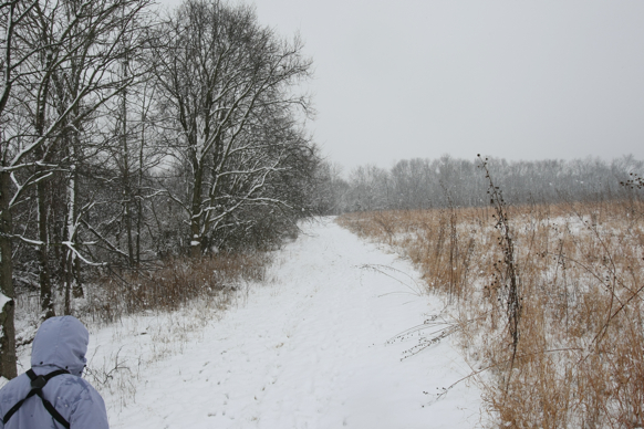 Full Size Image = 2504 K