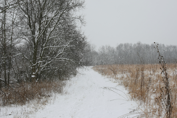 Full Size Image = 2526 K