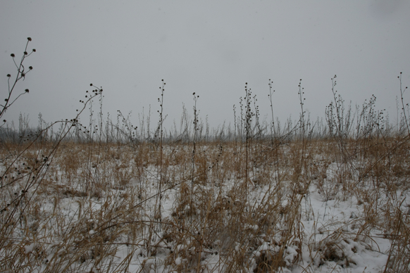 Full Size Image = 2251 K