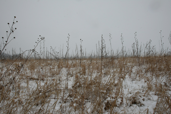 Full Size Image = 2332 K