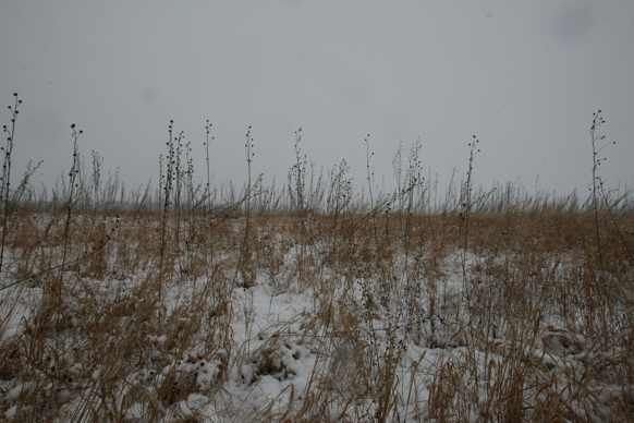 Full Size Image = 2190 K