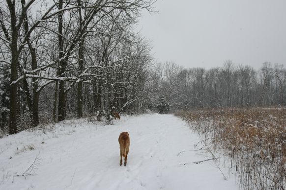 Full Size Image = 2378 K