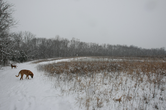 Full Size Image = 2077 K