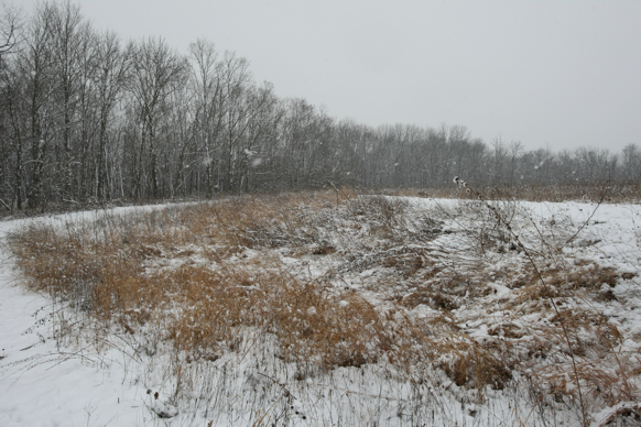 Full Size Image = 2739 K