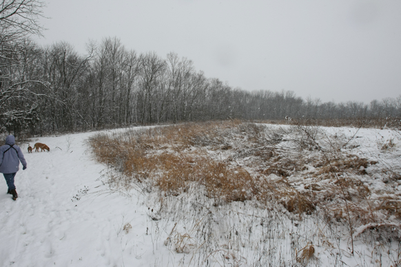 Full Size Image = 2398 K