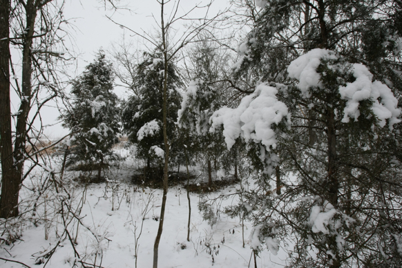 Full Size Image = 2643 K