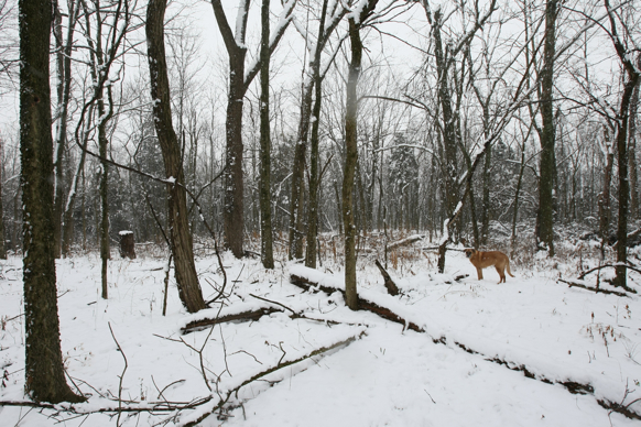 Full Size Image = 2951 K