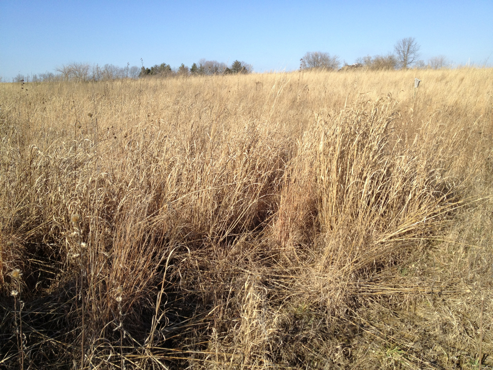 Full Size Image = 9387 K