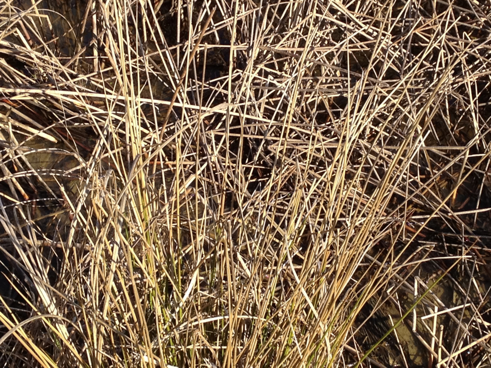 Full Size Image = 6931 K