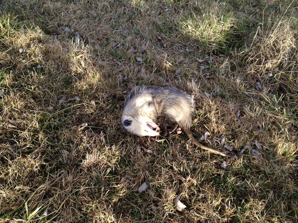 Full Size Image = 9774 K