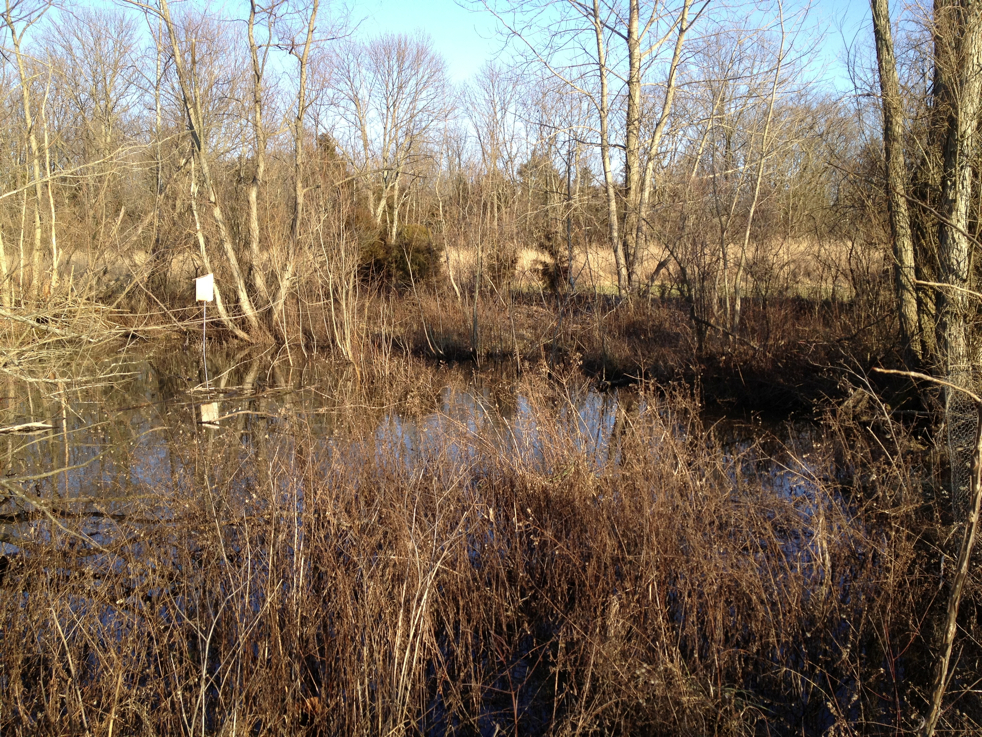 Full Size Image = 10554 K