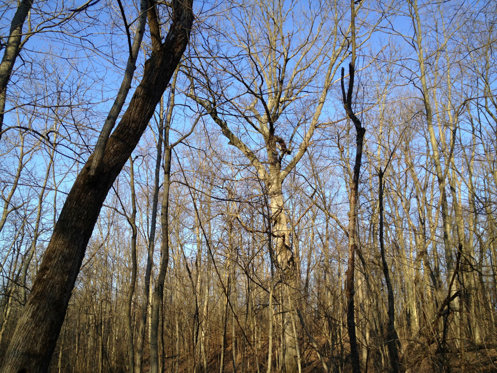 Full Size Image = 10466 K