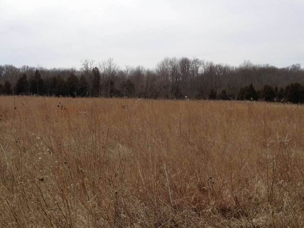 Full Size Image = 3787 K