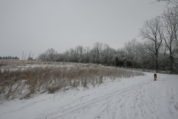 Full Size Image = 1655 K