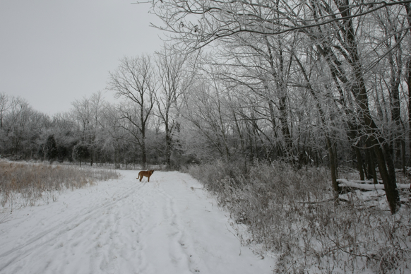 Full Size Image = 2431 K