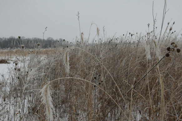 Full Size Image = 2170 K