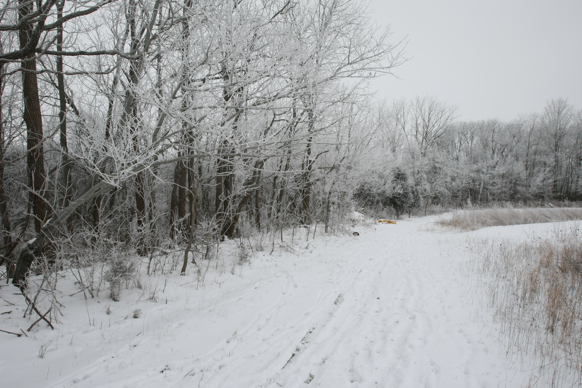 Full Size Image = 2361 K