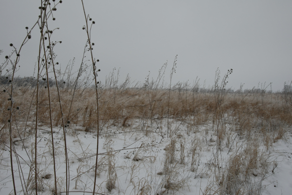 Full Size Image = 2037 K