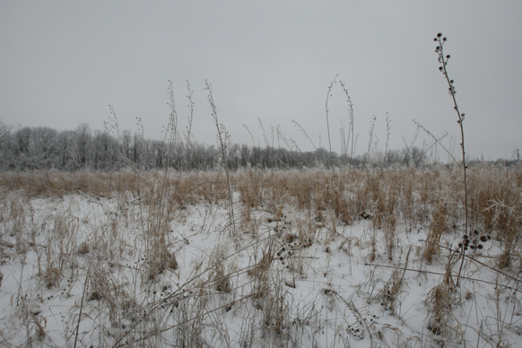 Full Size Image = 2093 K