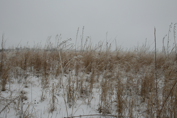 Full Size Image = 2193 K