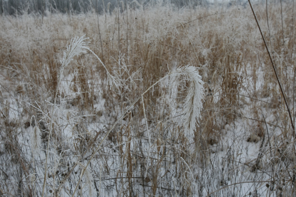 Full Size Image = 2069 K