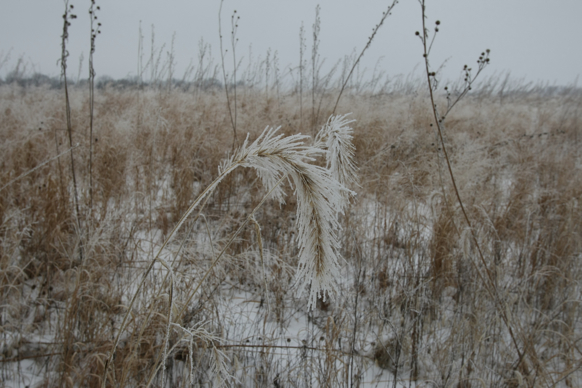 Full Size Image = 1741 K