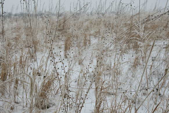 Full Size Image = 2452 K