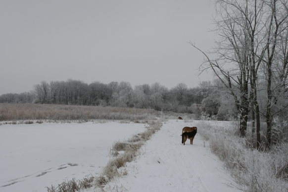 Full Size Image = 1584 K