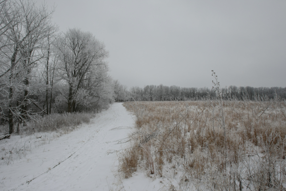 Full Size Image = 1978 K