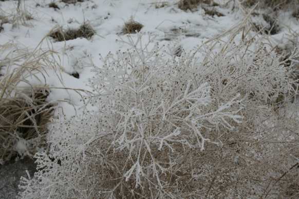 Full Size Image = 2211 K