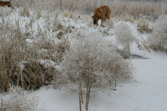 Full Size Image = 2369 K